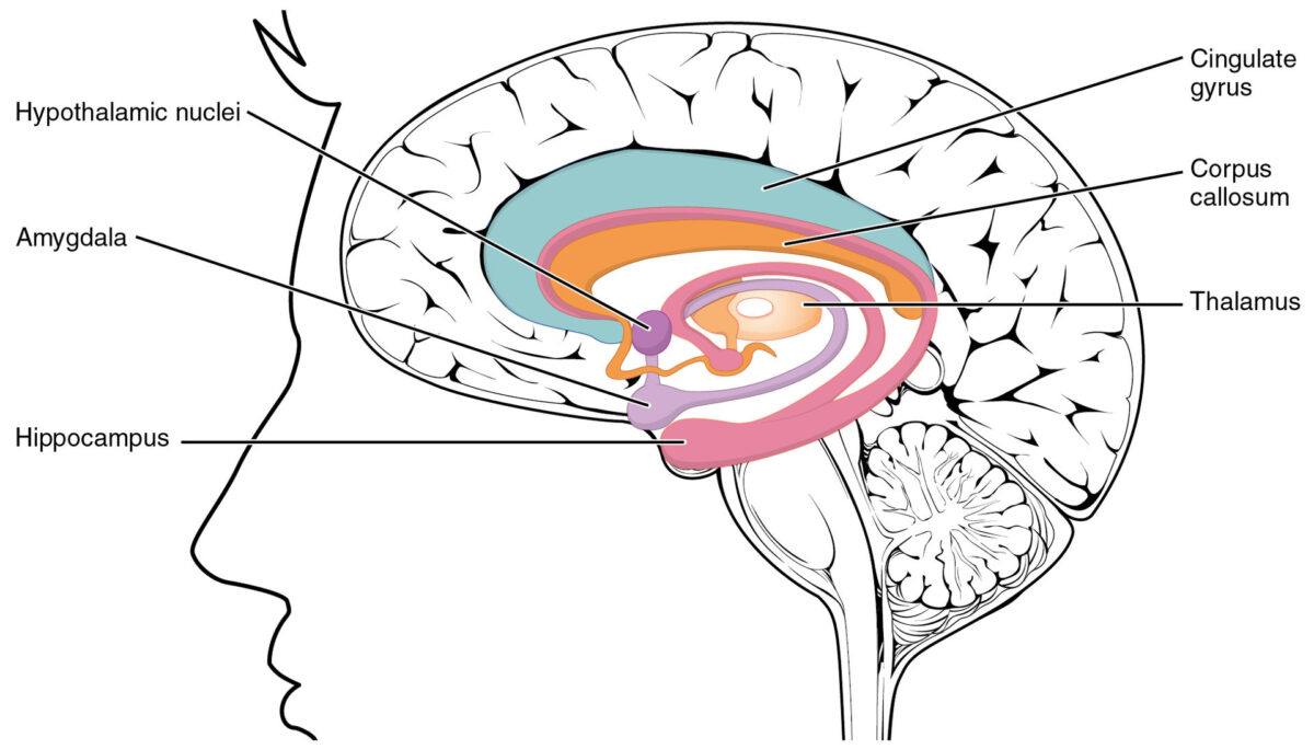 The Limbic System & Frontal Lobe in Processing Trauma & PTSD - National ...